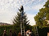 DecoSapin2008_21.jpg