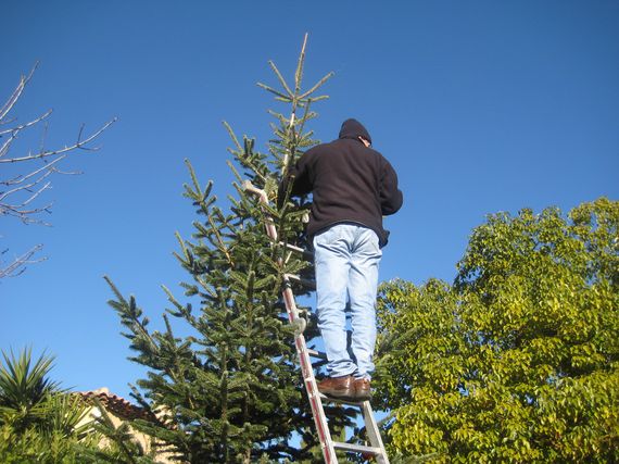 sapin_2010-06.jpg