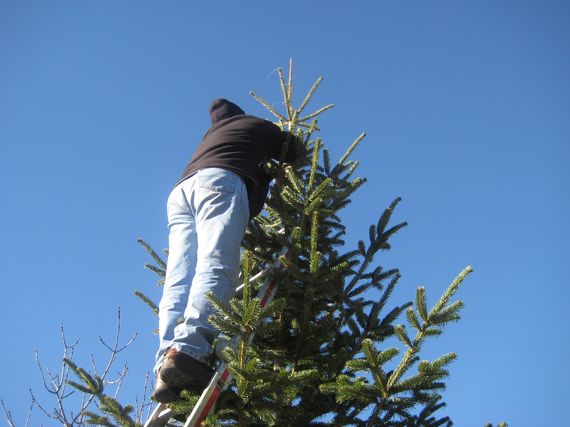 sapin_2010-07.jpg
