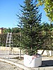 sapin_2010-01.jpg