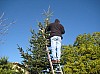 sapin_2010-06.jpg