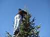 sapin_2010-07.jpg