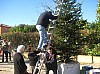 sapin_2010-09.jpg