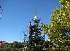 sapin_2010-12.jpg