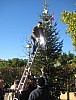 sapin_2010-16.jpg