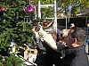sapin_2010-26.jpg