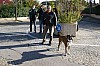 CIL_décoSapin-22.12.18-031.JPG