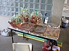 feteVoisins2011-04.jpg
